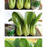 中科茂华蔬菜种子欧诺德108青梗菜种子耐湿热油菜种子