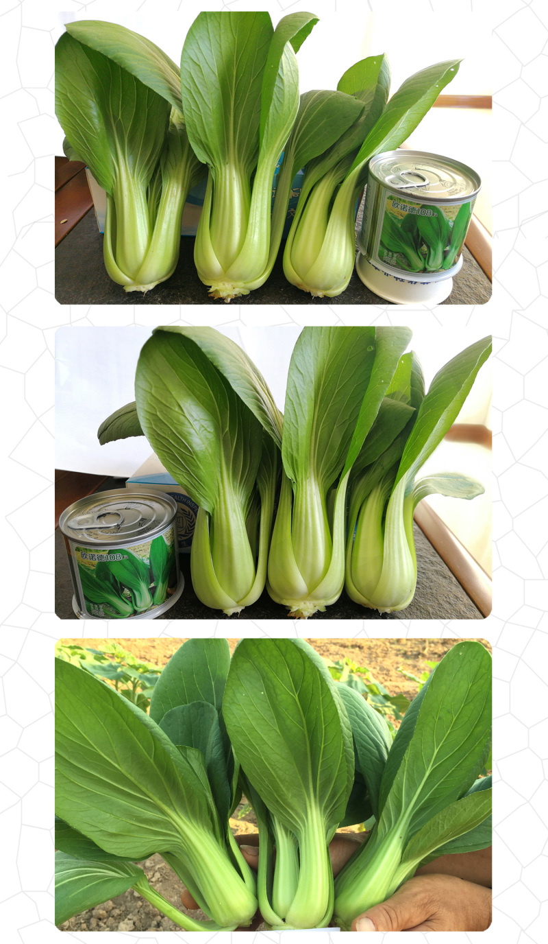 中科茂华蔬菜种子欧诺德108青梗菜种子耐湿热油菜种子