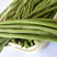 中科茂华蔬菜种子绿如意青嫩长龙豇豆种子长豆角种子翠绿长条