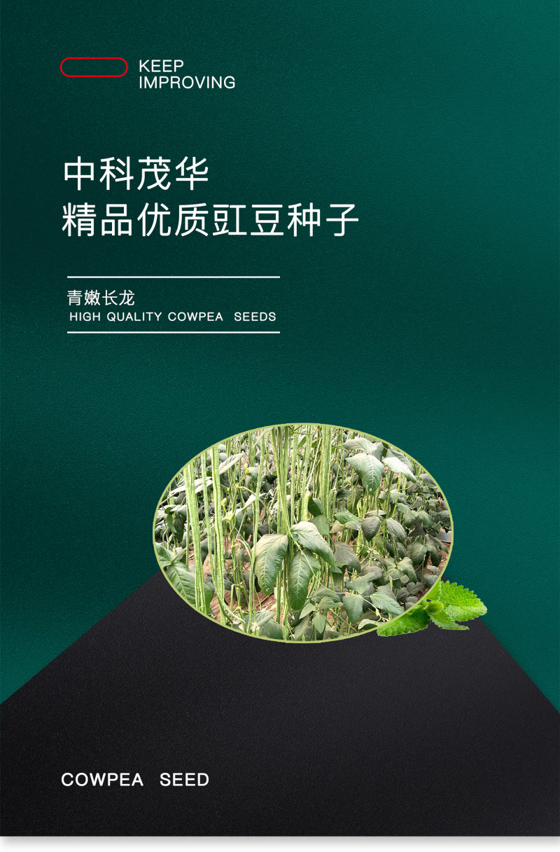 中科茂华蔬菜种子绿如意青嫩长龙豇豆种子长豆角种子翠绿长条