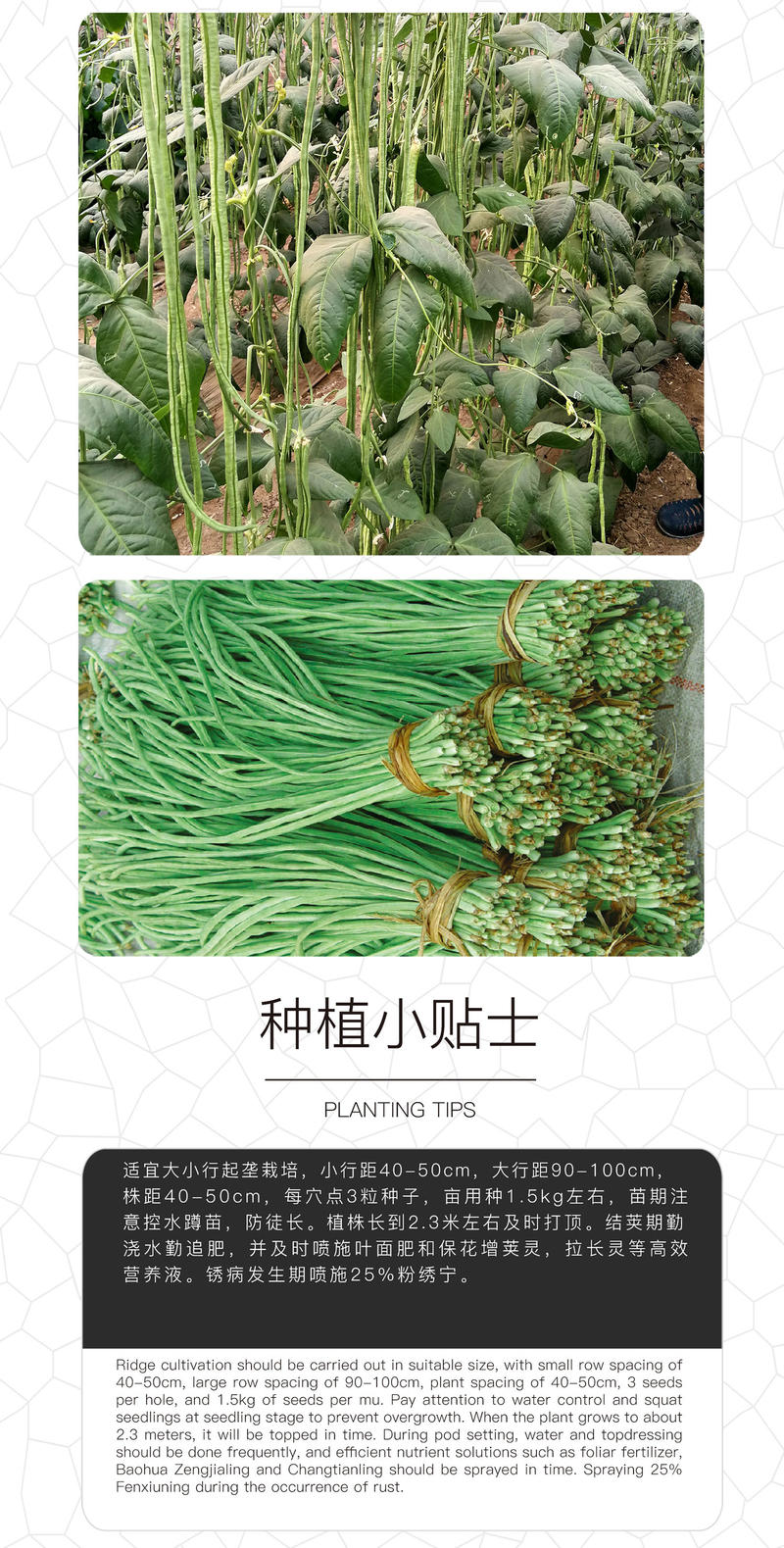 中科茂华蔬菜种子绿如意青嫩长龙豇豆种子长豆角种子翠绿长条