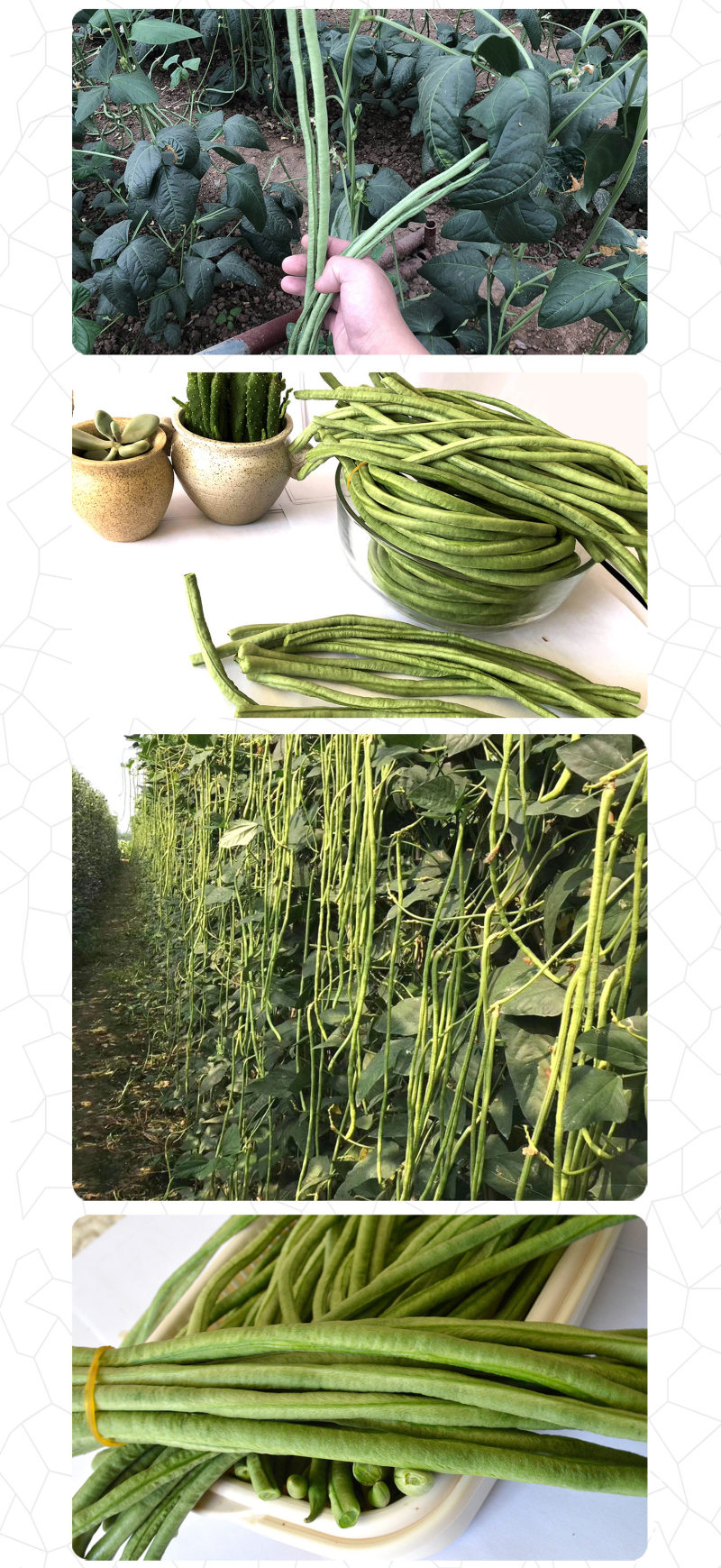 中科茂华蔬菜种子绿如意青嫩长龙豇豆种子长豆角种子翠绿长条