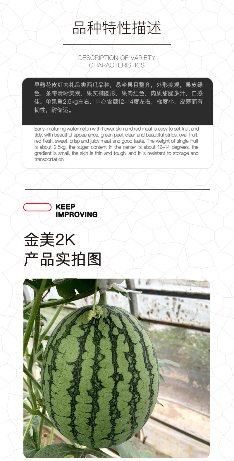 中科茂华瓜果种子金美2K西瓜种子花皮皮红肉甜脆多汁耐储运
