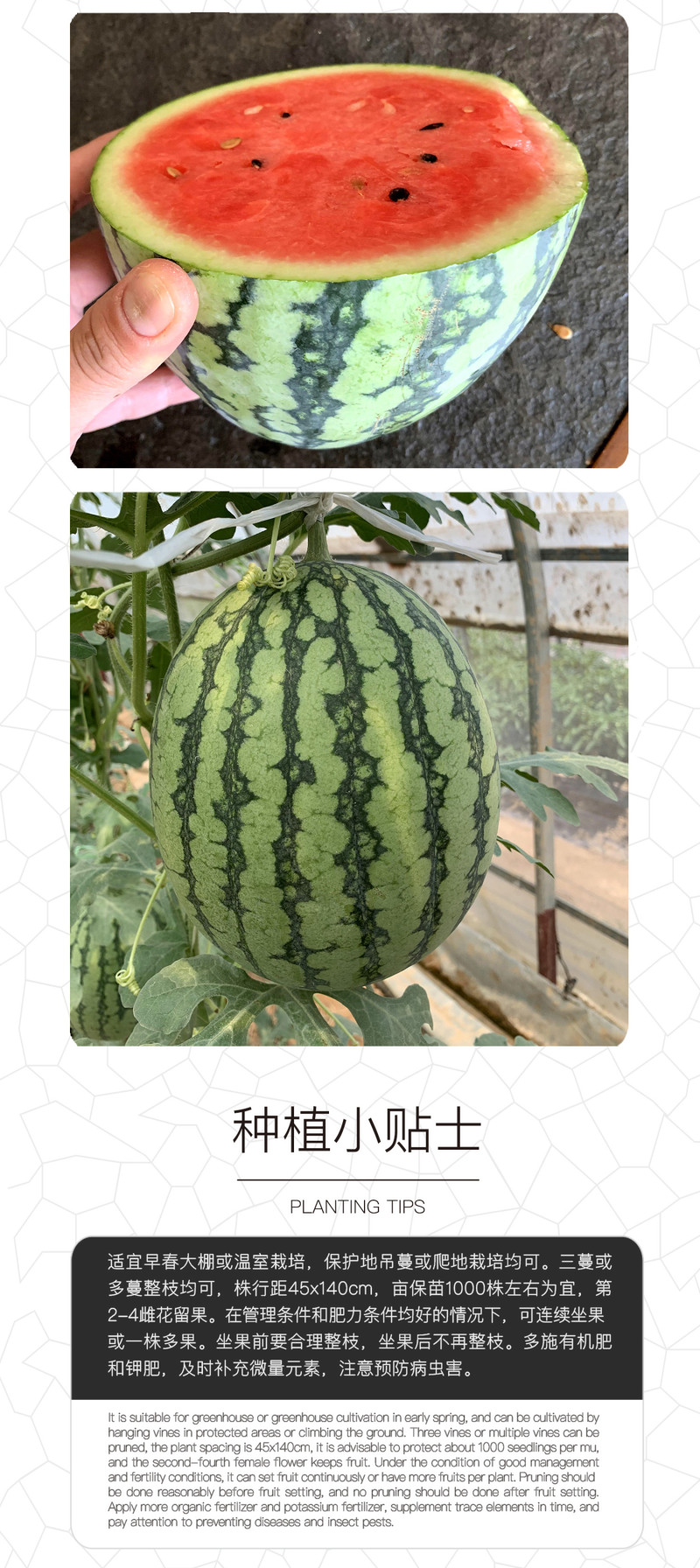 中科茂华瓜果种子金美2K西瓜种子花皮皮红肉甜脆多汁耐储运