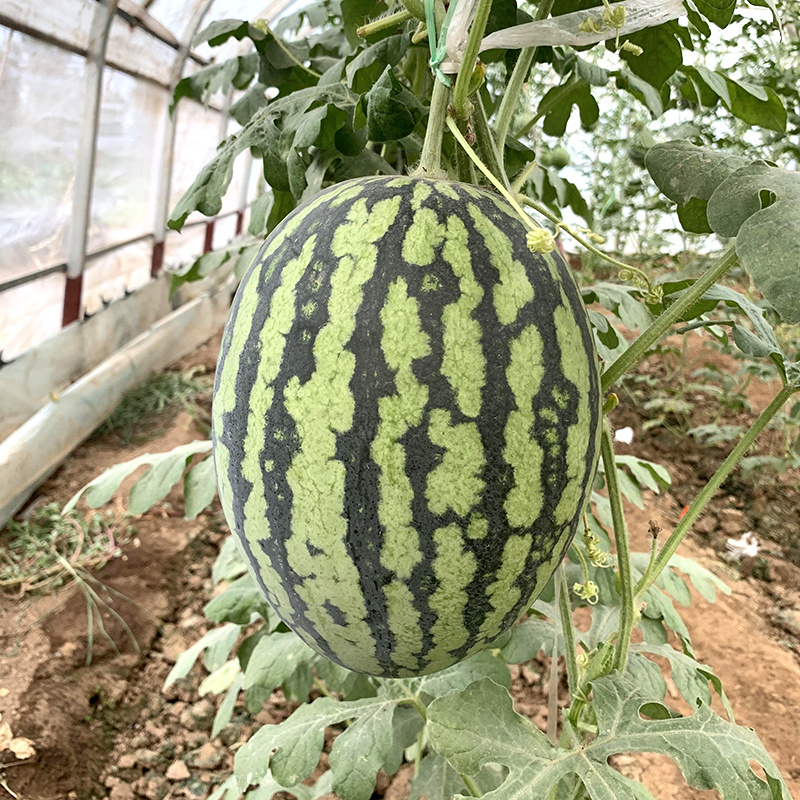 中科茂华瓜果种子金美4K西瓜种子花皮红肉甜脆多汁耐储运