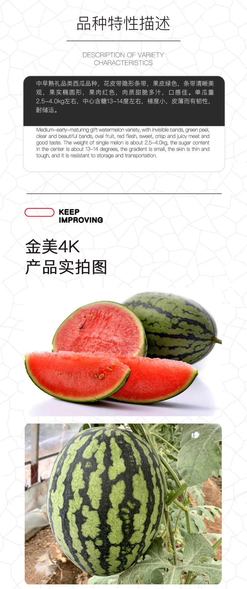 中科茂华瓜果种子金美4K西瓜种子花皮红肉甜脆多汁耐储运