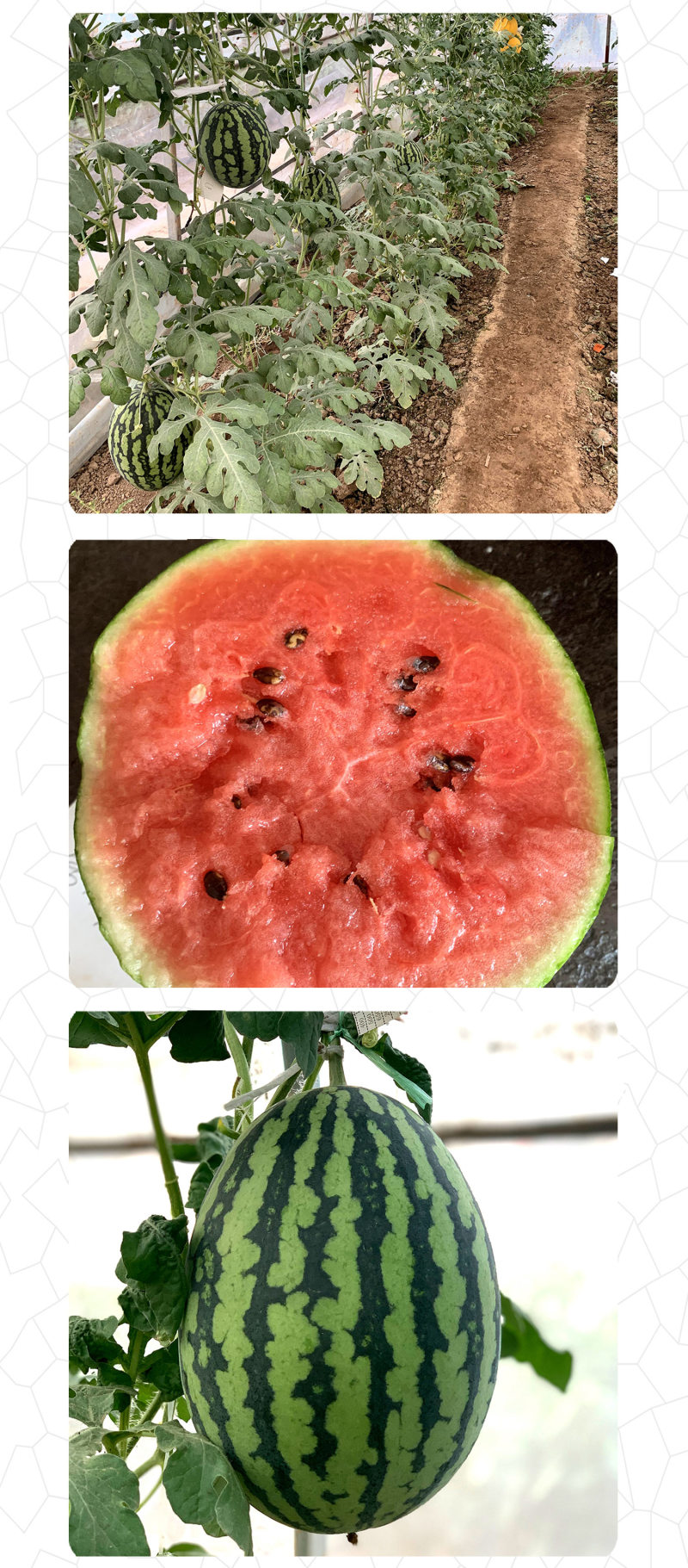 中科茂华瓜果种子金美4K西瓜种子花皮红肉甜脆多汁耐储运