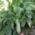 莴笋种子夏峰青香尖叶香笋种子夏秋高温种植蔬菜种子