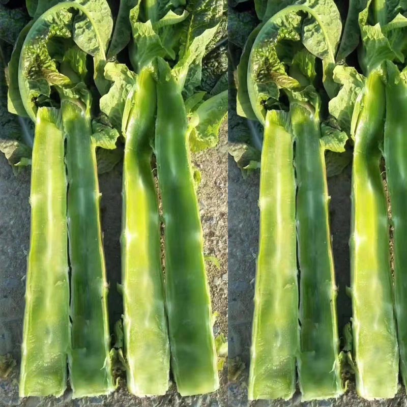 红莴苣种子莴笋紫绿笋秋冬莴笋种子耐寒红皮莴笋种籽