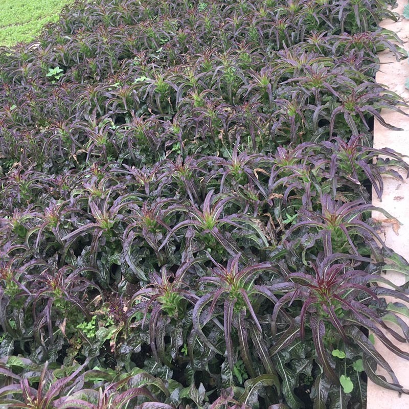 红莴苣种子莴笋紫绿笋秋冬莴笋种子耐寒红皮莴笋种籽