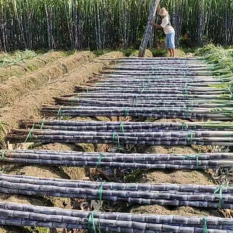 【热卖】黑皮甘蔗广西产地直发质优价廉节长脆甜包上车包装货
