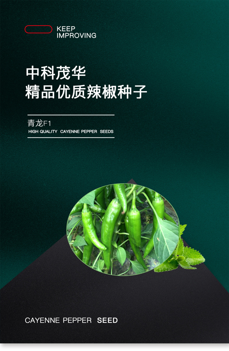 中科茂华蔬菜种子青龙辣椒种子早熟杂交牛角椒辣味浓深绿色