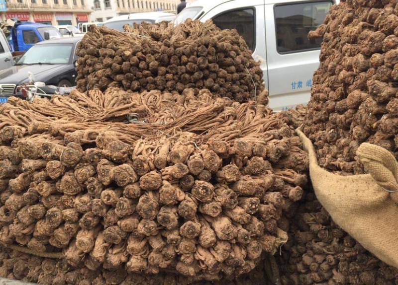 华夏当归中国当归之乡--甘肃岷县。量大价优