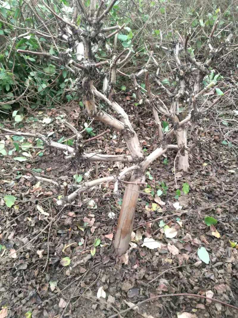 四季树形金银花苗正在种种植季节，可以实地考察，质量有保证