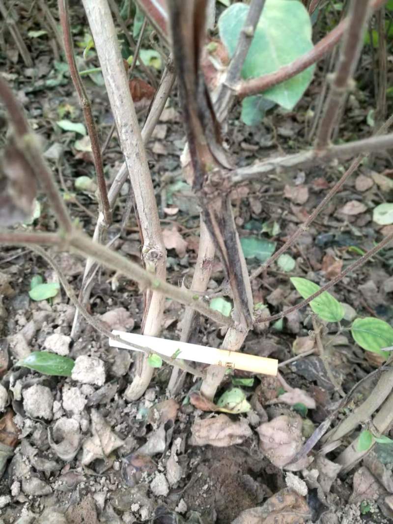 四季树形金银花苗正在种种植季节，可以实地考察，质量有保证