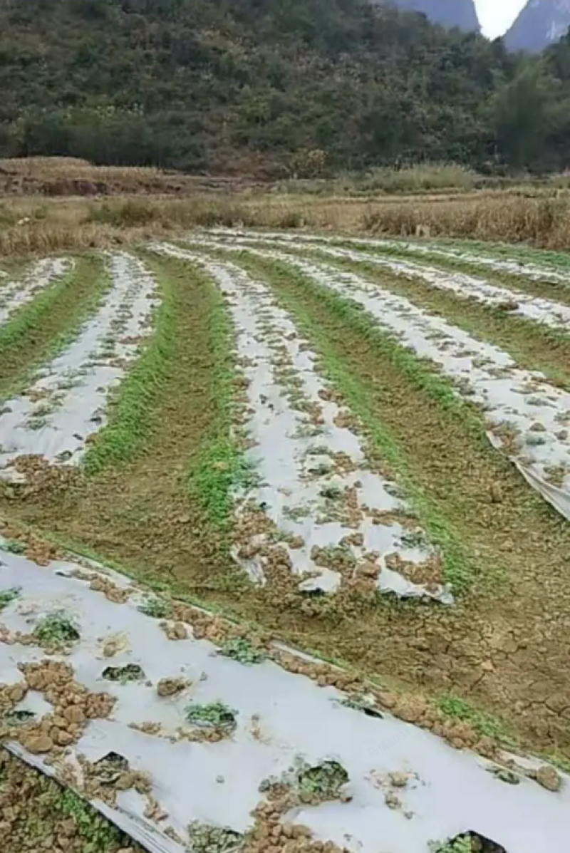 岩黄连种子纯野生岩黄连种子湖南野生岩黄连