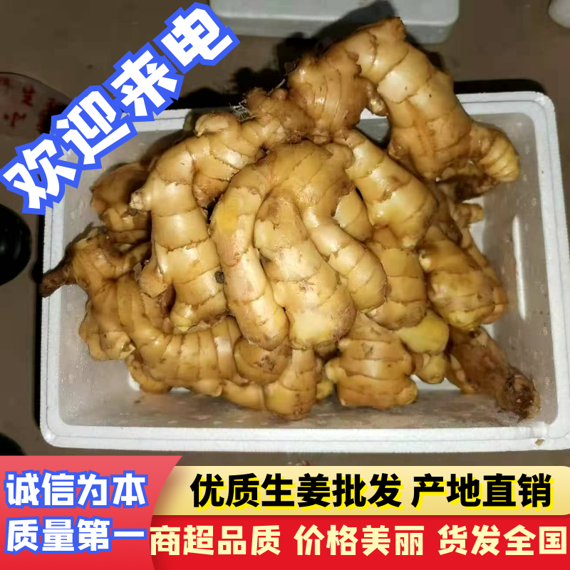 【推荐】优质生姜产地直供块头大品相好一手货源保质保量