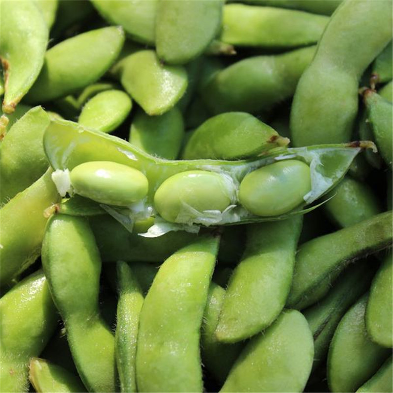 大粒王新鲜食毛豆种子毛豆3号种子大豆种籽特早毛豆20斤袋
