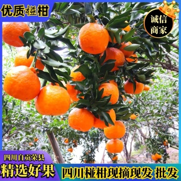 四川荣县精品椪柑，现摘现发，低价产地直供【现货秒发】