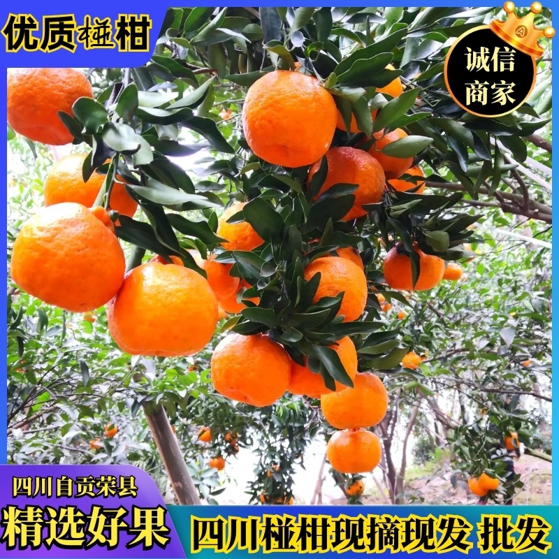 四川荣县精品椪柑，现摘现发，低价产地直供【现货秒发】