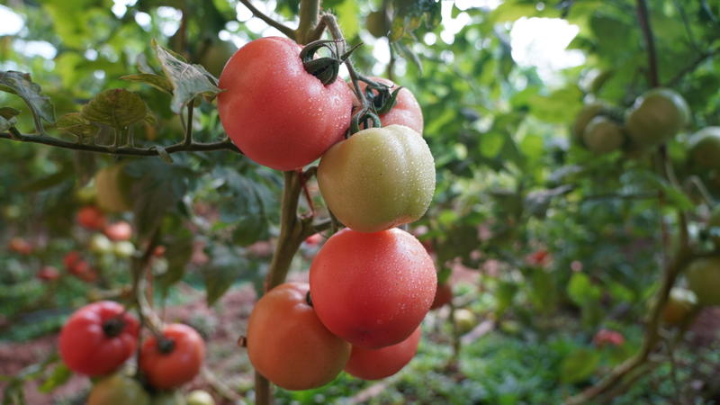 【精选】硬粉西红柿，供商超，社区团购，雄峰授粉，3两起
