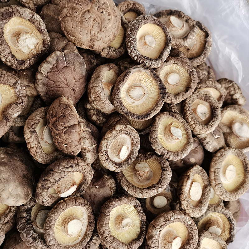 干香菇西峡香菇大量上市肉厚无根形状好产地直发