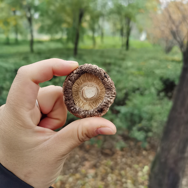 干香菇西峡香菇大量上市肉厚无根形状好产地直发