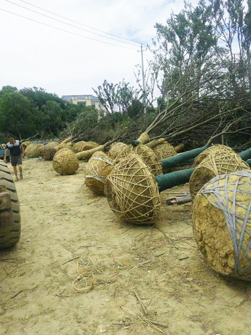 精品榉树规格齐全大量供应低价促销欢迎您实地看苗选购