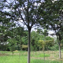 精品榉树规格齐全大量供应低价促销欢迎您实地看苗选购