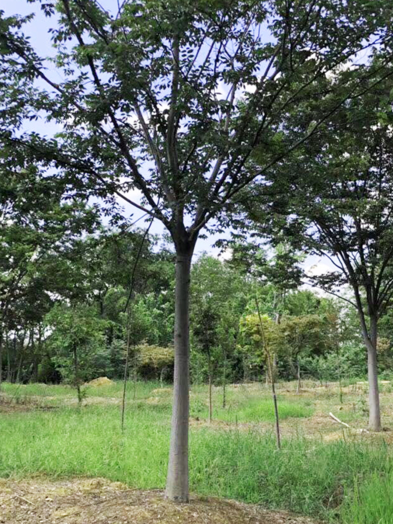 精品榉树规格齐全大量供应低价促销欢迎您实地看苗选购