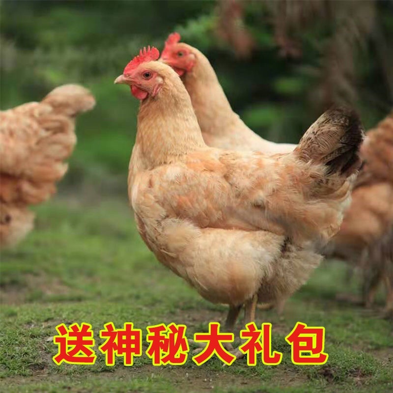 促销散养2年老母鸡农家新鲜整鸡土鸡笨鸡月子鸡跑山鸡走地鸡