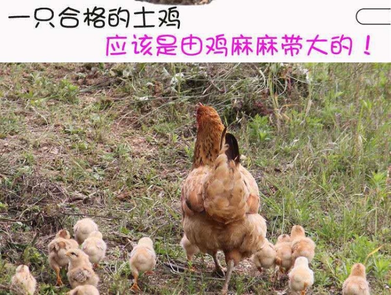 促销散养2年老母鸡农家新鲜整鸡土鸡笨鸡月子鸡跑山鸡走地鸡