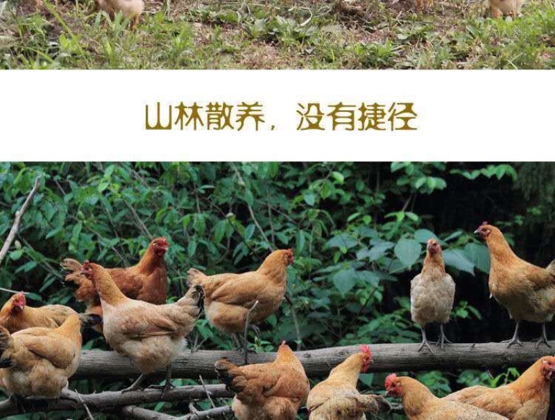 促销散养2年老母鸡农家新鲜整鸡土鸡笨鸡月子鸡跑山鸡走地鸡