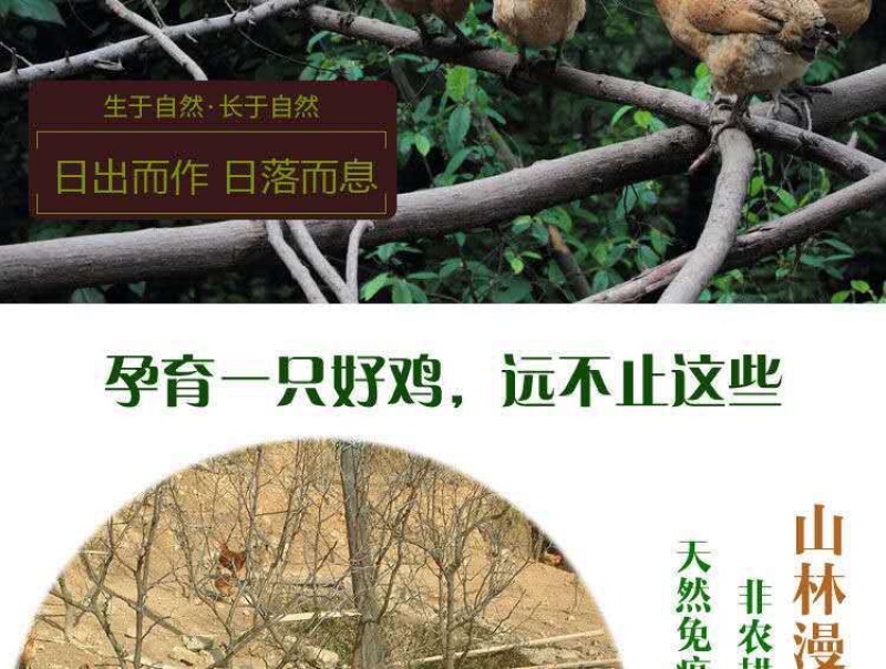 促销散养2年老母鸡农家新鲜整鸡土鸡笨鸡月子鸡跑山鸡走地鸡
