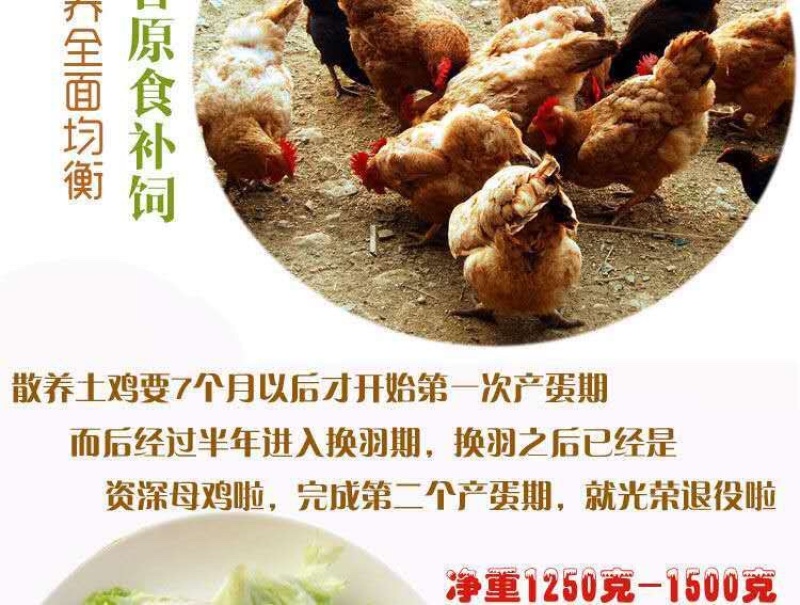 促销散养2年老母鸡农家新鲜整鸡土鸡笨鸡月子鸡跑山鸡走地鸡