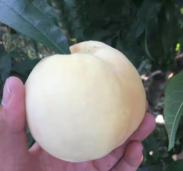 展示一颗成熟、色泽鲜艳的126油桃,果实表面光滑无毛,背景为果园环境 126油桃特写展示