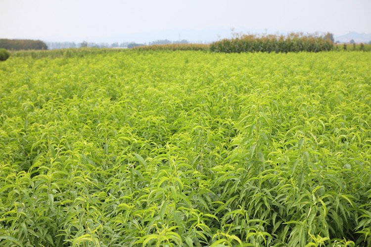 山东冬桃基地全景航拍