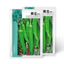 中科茂华蔬菜种子青龙辣椒种子早熟杂交牛角椒辣味浓深绿色