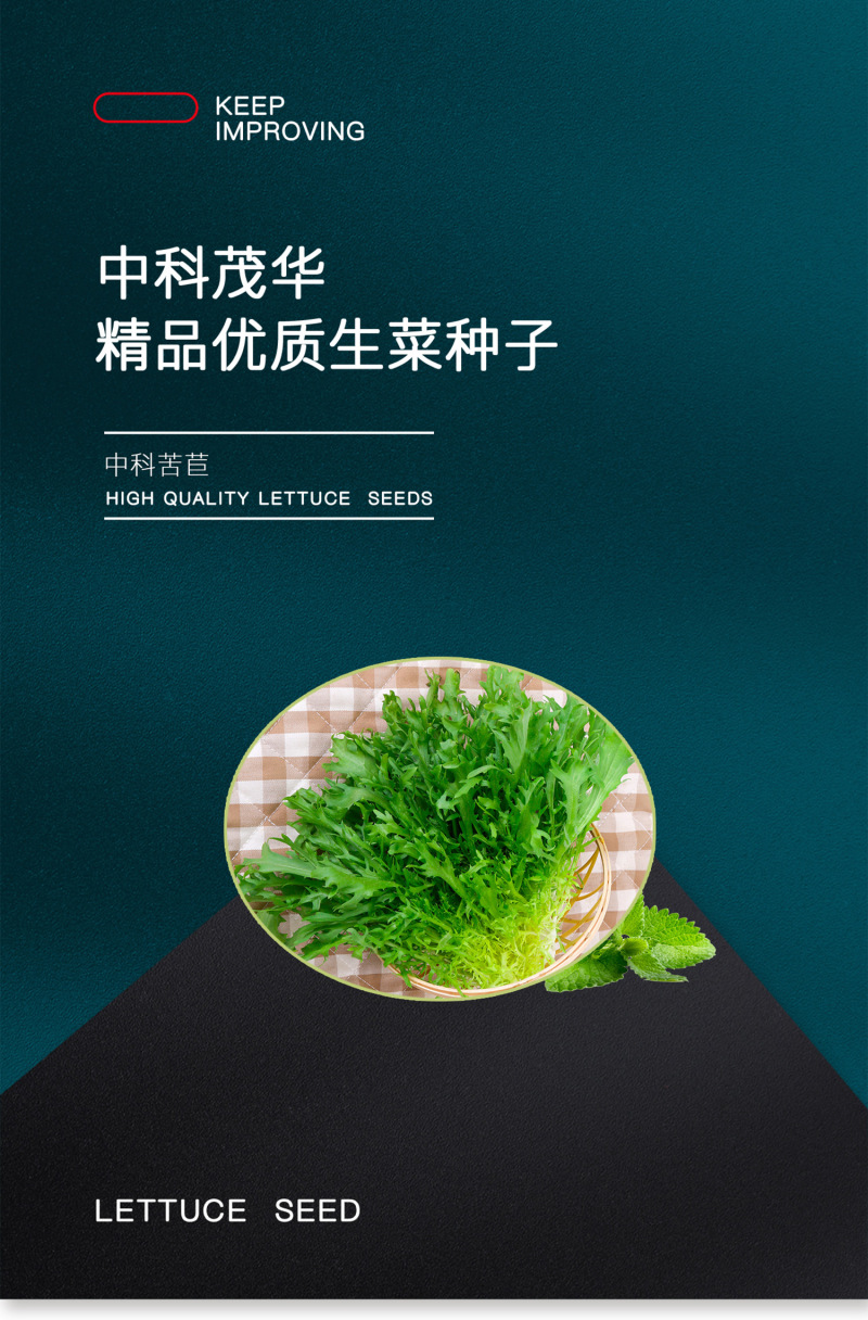 中科茂华蔬菜种子苦苣种子生菜种子外叶绿心叶浅黄耐寒耐热