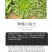 中科茂华蔬菜种子苦苣种子生菜种子外叶绿心叶浅黄耐寒耐热