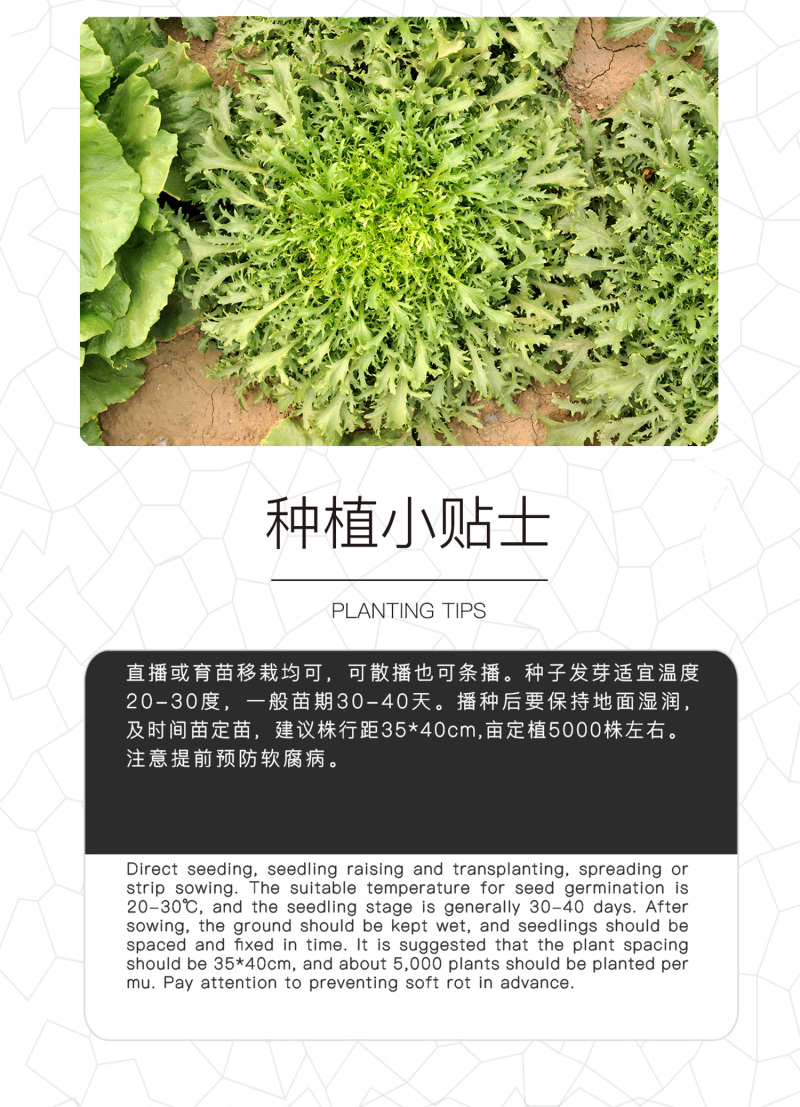 中科茂华蔬菜种子苦苣种子生菜种子外叶绿心叶浅黄耐寒耐热