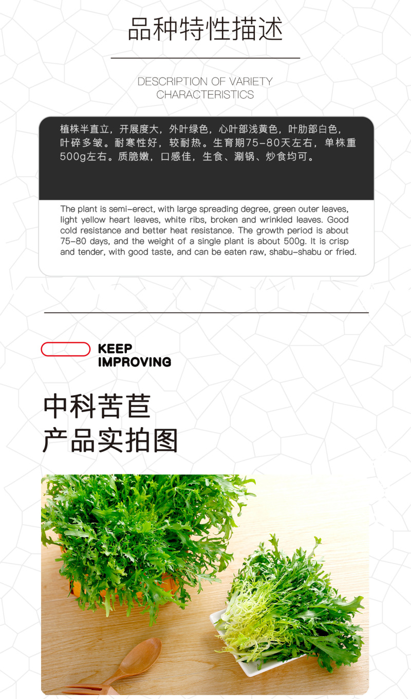 中科茂华蔬菜种子苦苣种子生菜种子外叶绿心叶浅黄耐寒耐热