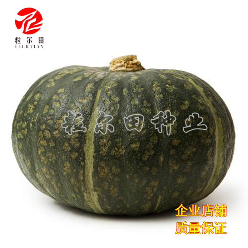100粒大包新西兰南瓜种子春秋种植板栗南瓜种籽易种结瓜多