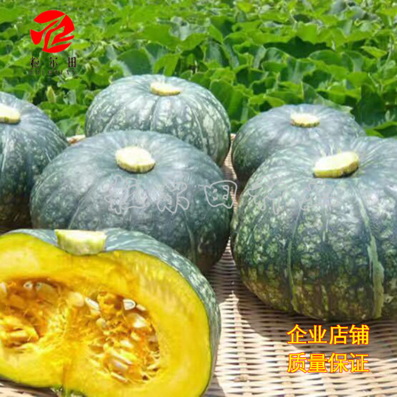 100粒大包新西兰南瓜种子春秋种植板栗南瓜种籽易种结瓜多