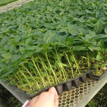 辣椒苗螺丝椒苗方椒尖椒苗寿光有苗厂早春辣椒苗