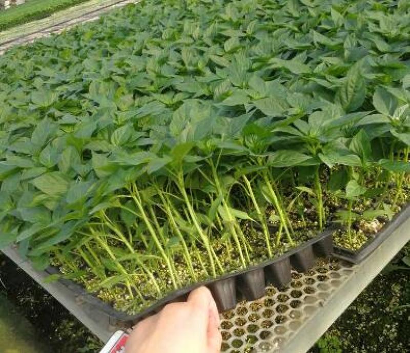 辣椒苗螺丝椒苗方椒尖椒苗寿光有苗厂早春辣椒苗