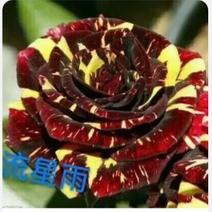 【热销】月季玫瑰裸根大苗阳台盆栽庭院种植色系齐全