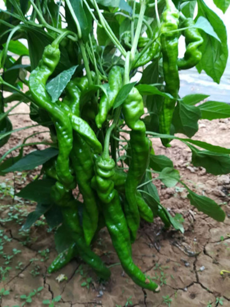陇椒苗育陇椒嫁接苗大果陇椒苗提供种植管理指导