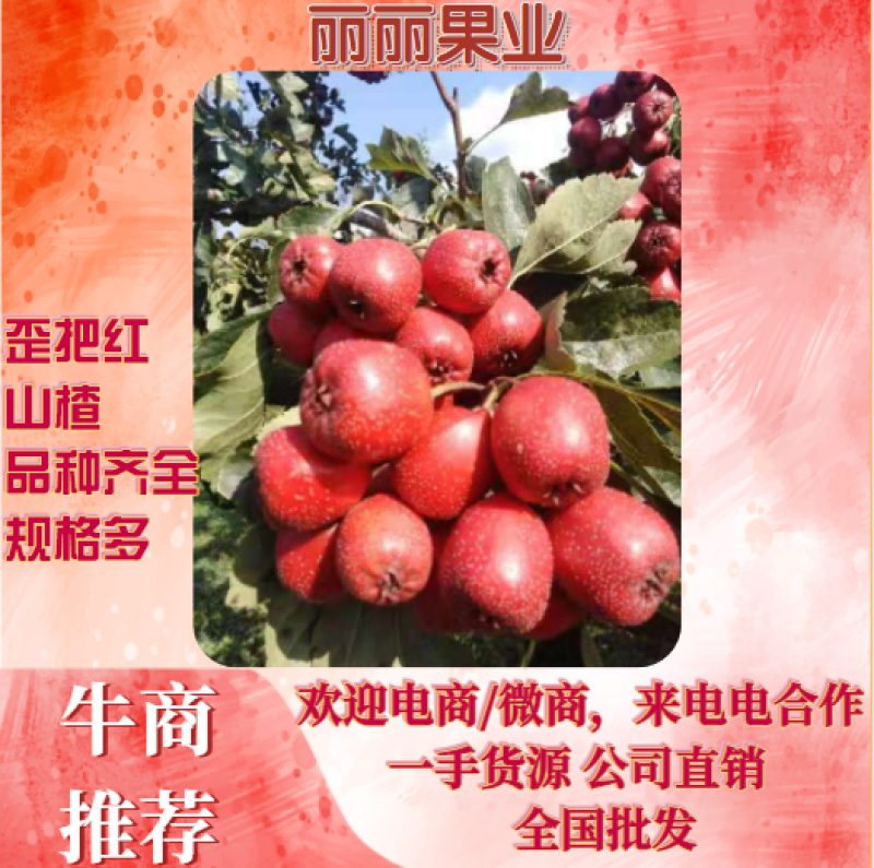 歪把红山楂，颜色好规格多一手货源公司直发全国批发欢迎联系