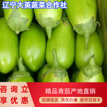 【精品】茄子原产地直供辽宁青茄大量上市量大从优